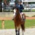 Tenn. Hunter Jumper Classic